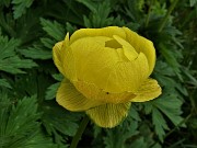 69 Trollius europaeus (Botton d'oro)